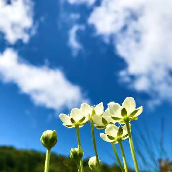 ⛰歩きの画像 by K2さん | お出かけ先と山pic⛰と白い花シリーズ❣️とわりと好きシリーズ❣️と大自然はいいなぁ〜❣️と⛰歩きと大自然大好き仲間❣️と白い花と小さな花と高山植物類