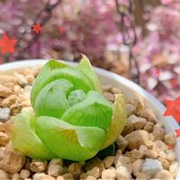 ユーフォルビア スザンナエ 瑠璃晃 の育て方 置き場所や水やり加減は Greensnap グリーンスナップ