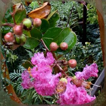 サルスベリ♪の画像 by ミチコさん | お出かけ先とピンクの花とサルスベリ♪と金曜日の蕾たち