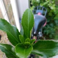マサキの育て方 植え付け時期や挿し木の方法は Greensnap グリーンスナップ マサキの育て方 植え付け時期や挿し木の方法は Greensnap グリーンスナップ