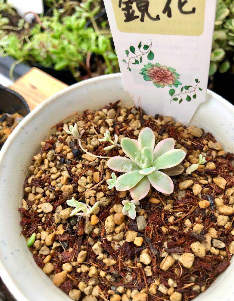 オロスタキス子持ち蓮華錦｢鏡花｣の直射モニター｜🍀GreenSnap