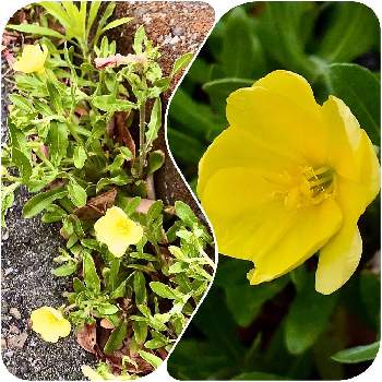 帰化植物の投稿画像一覧 Greensnap グリーンスナップ