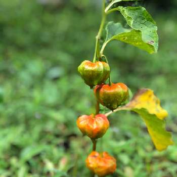 鬼灯の投稿画像一覧 Greensnap グリーンスナップ