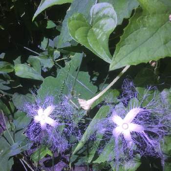 カラスウリの白い花の画像 by ぴーちゃんさん | お出かけ先とカラスウリの白い花と神秘の花と夜に咲く花と夜に咲く花♪