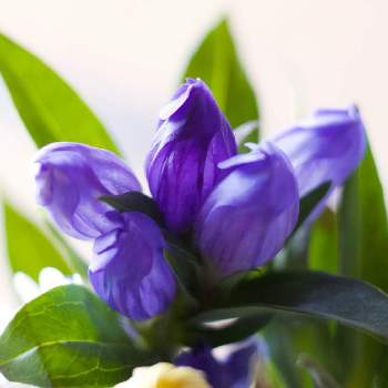 花脈の投稿画像一覧 Greensnap グリーンスナップ