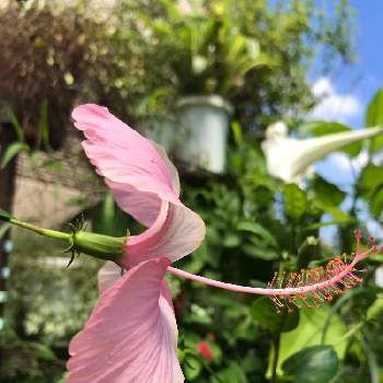 ハイビスカス ピンクバタフライの投稿画像一覧 Greensnap グリーンスナップ