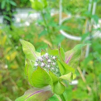 ベルガモット の投稿画像一覧 Greensnap グリーンスナップ