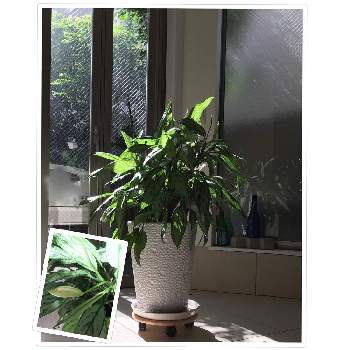 映画レオンの投稿画像一覧 Greensnap グリーンスナップ