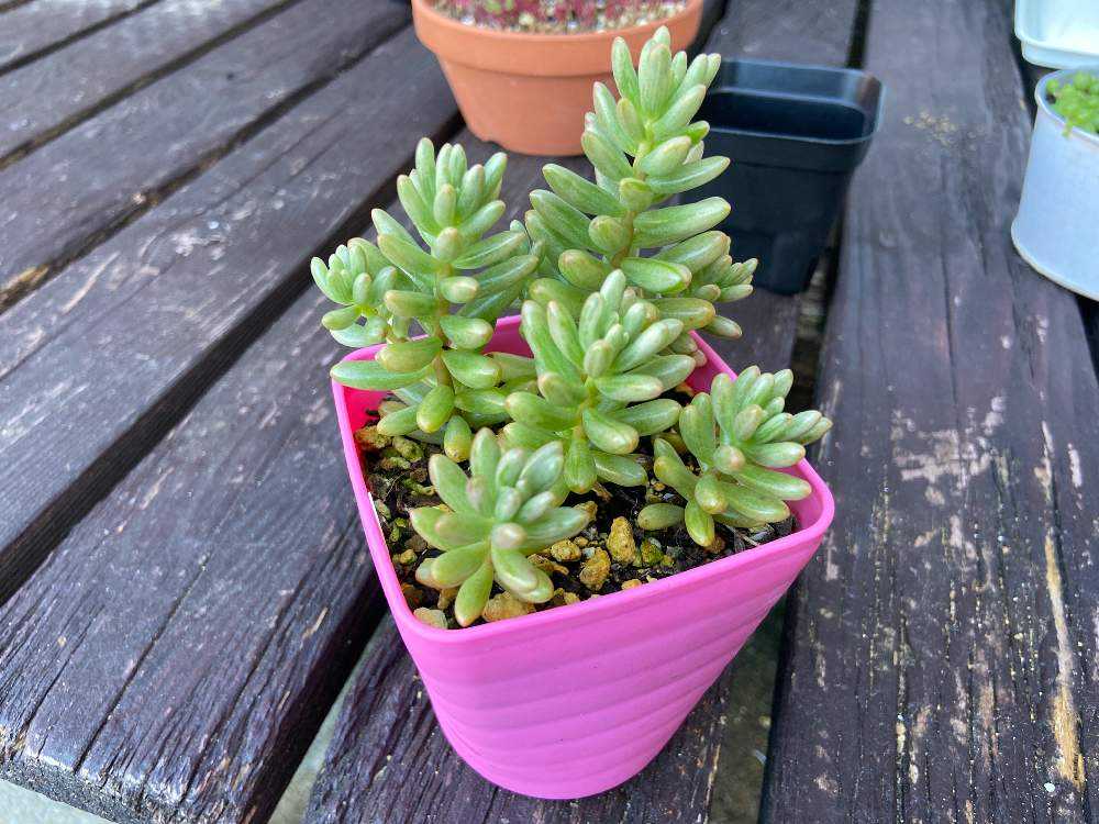 速達 抜き苗 オーロラブルー 他 多肉植物 セダム 紅葉 プレステラ プラ鉢 U66kkozpws Www Angoeauchamber Com