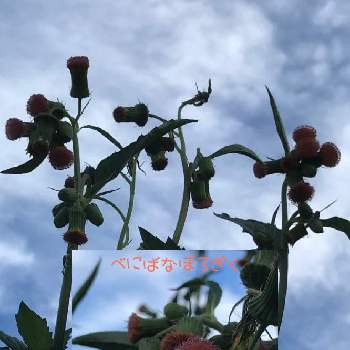 帰化植物の投稿画像一覧 Greensnap グリーンスナップ