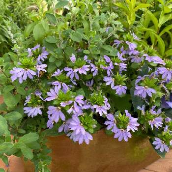 スカエボラ ブルーファンフラワー の投稿画像一覧 Greensnap グリーンスナップ