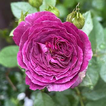 河本バラ園の投稿画像一覧 Greensnap グリーンスナップ