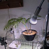リュウビンタイの育て方 植え付けや水やり方法は 枯れる原因はなに Greensnap グリーンスナップ リュウビンタイの育て方 植え付けや水やり方法は 枯れる原因はなに Greensnap グリーンスナップ