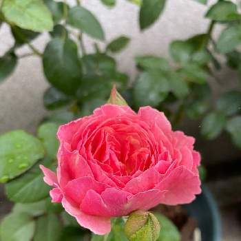 鉢植えの薔薇の画像 by ココさん | 小さな庭と山形とスマホ撮影と育てる楽しみと可愛いな♡とどんどん咲いてねと鉢植えの薔薇と大きくなってね♡とバラ大好き♡と花のある暮らし