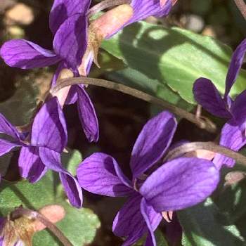 スミレ科の投稿画像一覧 Greensnap グリーンスナップ