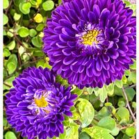 アスター,地植え,いつもありがとう♡,青い花,綺麗の画像