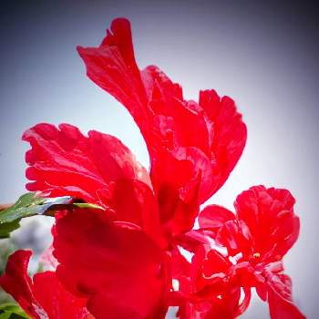 ハイビスカス常夏の香りの画像 by 京紫さん | お顔がこんにちはとハイビスカス常夏の香りとおうち園芸とハイビスカス-2021と ハイビスカスと赤い花と花いろいろと君も花が好きなのかと元気に育ててますよと❥植物❥空模様❥コラボ❥といやし♪とiPhone撮影