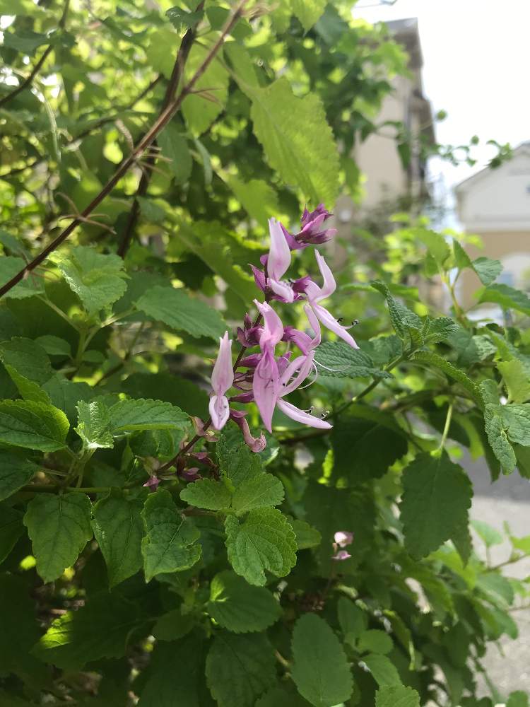 花壇の投稿画像 By むーたんさん 花木と庭木と庭先と低木とガーデニングと玄関先と落葉低木とプレクトランサスとハーブとプレクトランサス ピンククリッカーと花壇と花木と庭木と庭先と低木とガーデニングと玄関先と落葉低木とハーブ 21月8月21日 Greensnap 花壇の投稿画像 By むーたんさん 花木と庭木と庭先と低木とガーデニングと玄関先と落葉低木とプレクトランサスとハーブとプレクトランサス ピンククリッカーと花壇と花木と庭木と庭先と低木とガーデニングと玄関先と落葉低木とハーブ 21月8月21日 Greensnap