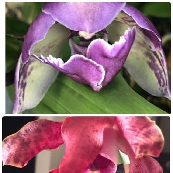 カトレア ペッカビエンシス C Peckhaviensisの投稿画像一覧 Greensnap グリーンスナップ