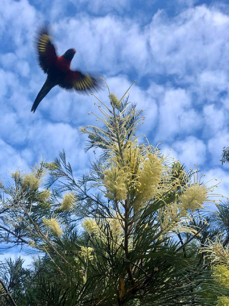 グレヴィレアの投稿画像 By クッキーさん オーストラリア ネイティヴプランツとオーストラリア植物とクッキーワールドとオーストラリア ネイティヴプランツとオーストラリア植物とクッキーワールド 21月8月21日 Greensnap グリーンスナップ Greensnap