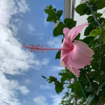 ハイビスカス ピンクバタフライの投稿画像一覧 Greensnap グリーンスナップ