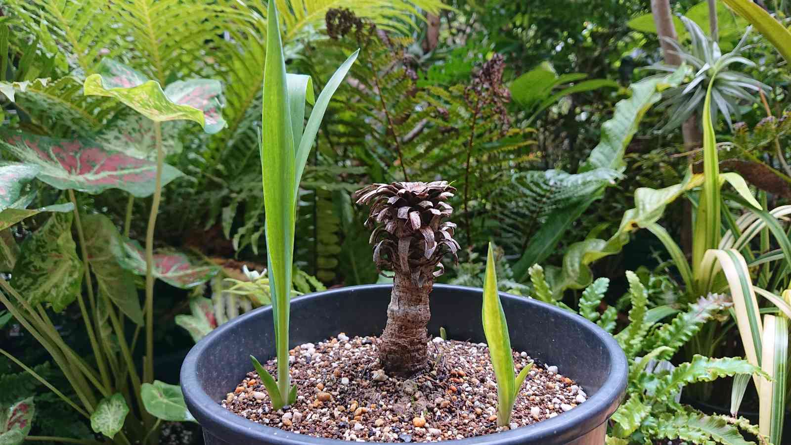 ユッカ プレミアムゴールド バナナスプリット - 観葉植物