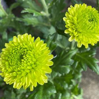 グリーンの花の投稿画像一覧 Greensnap グリーンスナップ