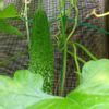 ゴーヤの育て方 種の植え方や肥料やり頻度は プランター栽培もできる Greensnap グリーンスナップ ゴーヤの育て方 種の植え方や肥料やり頻度は プランター栽培もできる Greensnap グリーンスナップ