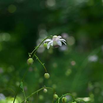 日本固有種の投稿画像一覧 Greensnap グリーンスナップ