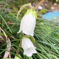 ホタルブクロの育て方 庭への植え方や水やりの時期は Greensnap グリーンスナップ ホタルブクロの育て方 庭への植え方や水やりの時期は Greensnap グリーンスナップ