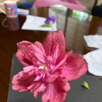 ヤエムクゲの投稿画像一覧 Greensnap グリーンスナップ