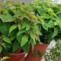 プリンセチアの育て方 置き場所や水やりのコツは Greensnap グリーンスナップ プリンセチアの育て方 置き場所や水やりのコツは Greensnap グリーンスナップ