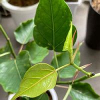 インドボダイジュの育て方 日当たりや水やりの加減は Greensnap グリーンスナップ インドボダイジュの育て方 日当たりや水やりの加減は Greensnap グリーンスナップ