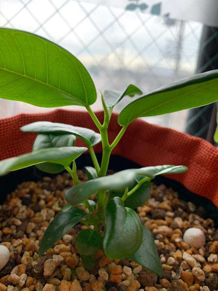 公式 パンダガジュマル 発芽済 苗 挿し木 植物 観葉植物