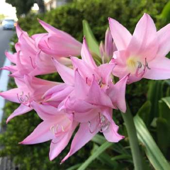 インドハマユウの投稿画像一覧 Greensnap グリーンスナップ