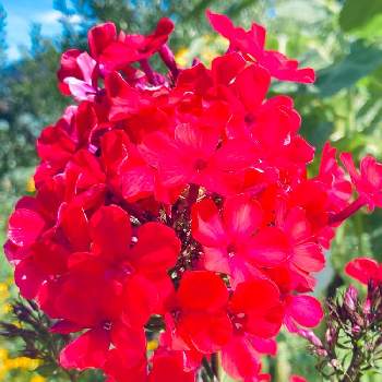 宿根フロックスの投稿画像一覧 Greensnap グリーンスナップ