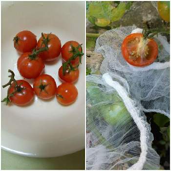 ミニトマト レジナ の投稿画像一覧 Greensnap グリーンスナップ