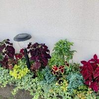 万両 マンリョウ の育て方 種まきや苗の植え替え時期 剪定方法は Greensnap グリーンスナップ 万両 マンリョウ の育て方 種まきや苗の植え替え時期 剪定方法は Greensnap グリーンスナップ