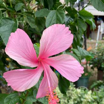 ハイビスカス ピンクバタフライの投稿画像一覧 Greensnap グリーンスナップ