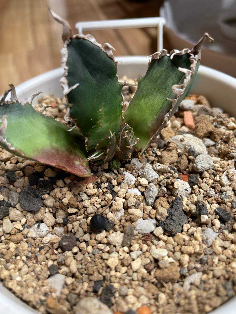 アガベ チタノタ シーザー 成長記録｜🍀GreenSnap（グリーンスナップ）