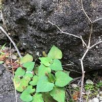 ドクダミの育て方 増やし方には注意が必要 冬越しの対策は Greensnap グリーンスナップ