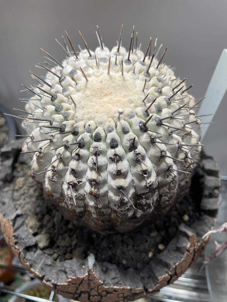 黒王丸 現地球 発根済み　コピアポア シネレア Copiapoa copiapoa cinerea 黒王丸《M size》激希少‼︎※現地球発根済株