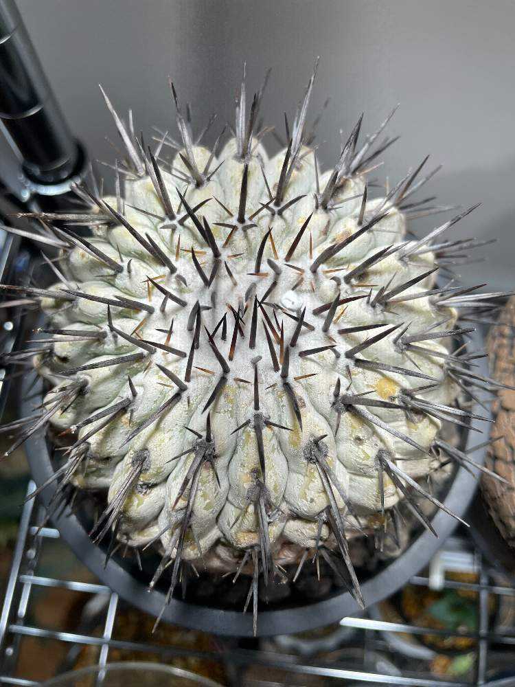 コピアポア シネレア “黒王丸”に高頻度（月1回）で水遣りしてみる