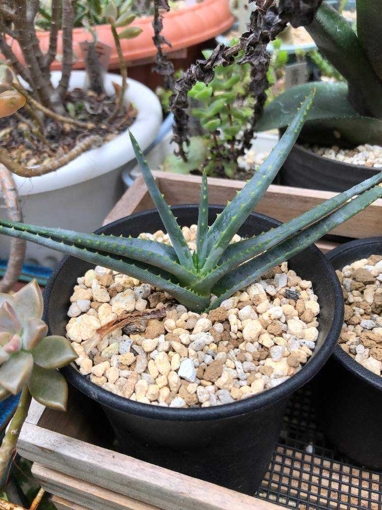 アロエ　アルギロスタキス アロエ・アルギロスタキス - 植物と暮らす m-plant