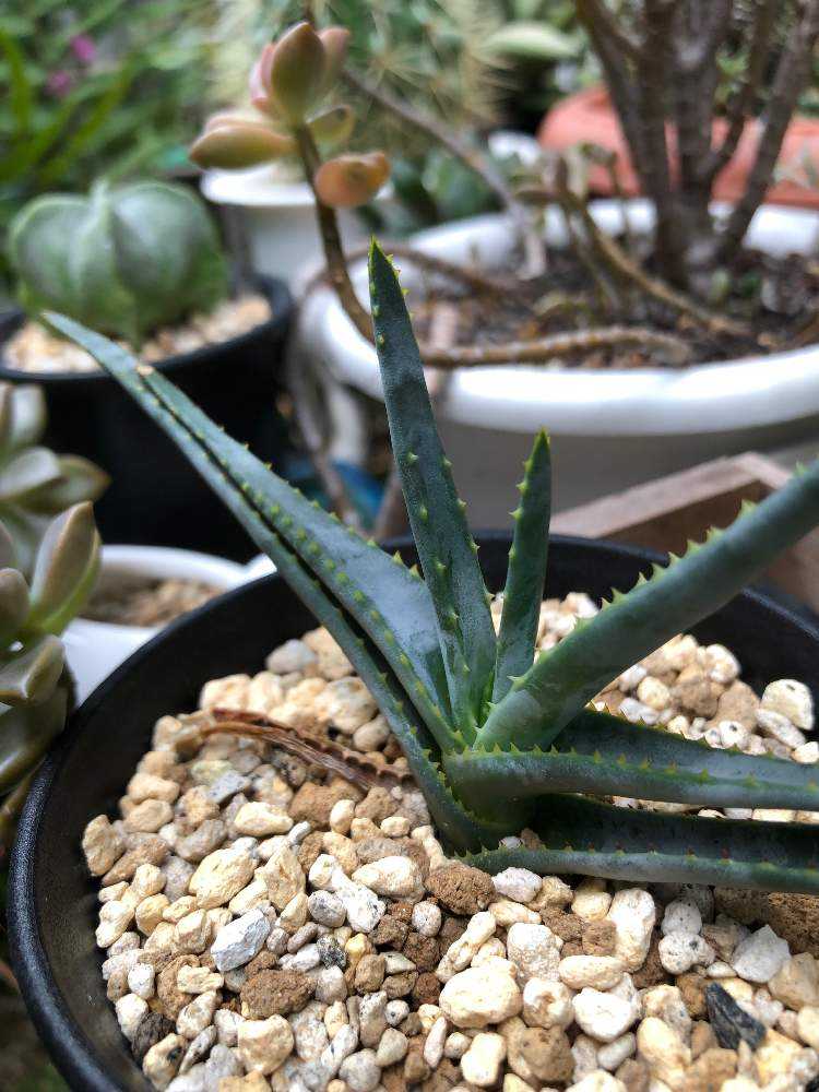 アロエ・アルギロスタキス｜🍀GreenSnap（グリーンスナップ）