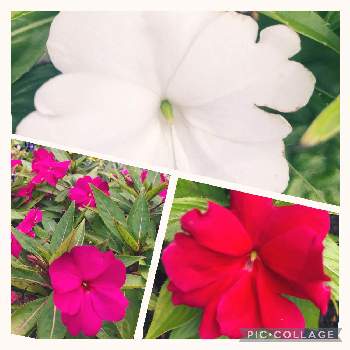 3色の画像 by はなあーちゃんさん | 広い庭とインパチェンスと3色と赤い花♡と花のある暮らしとピンクの花♡と白い花