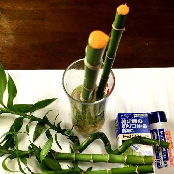 100均ミリオンバンブーの投稿画像一覧 Greensnap グリーンスナップ