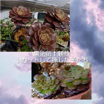 @横浜の画像 by マカロニさん | バルコニー/ベランダと多肉植物と@横浜とマカロニの黒法師とおうち園芸とマカロニのアエオニウム