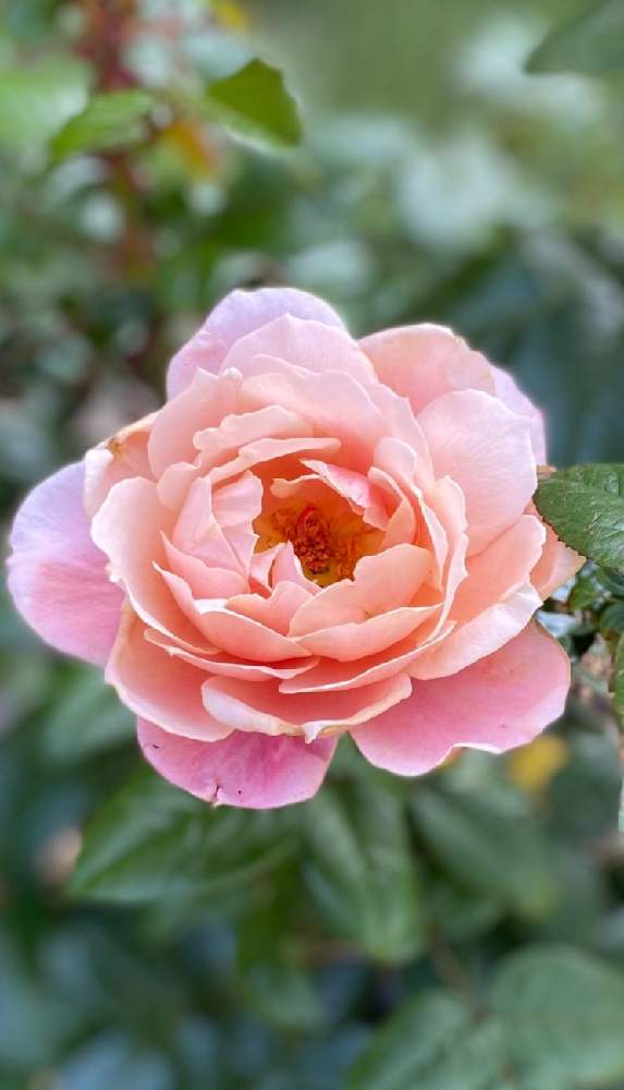 広い庭の画像 by charkunさん | 広い庭と薔薇♡とピンク色の花とピンクビンテージ