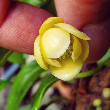 美男カズラ サネカズラ の花の投稿画像一覧 Greensnap グリーンスナップ